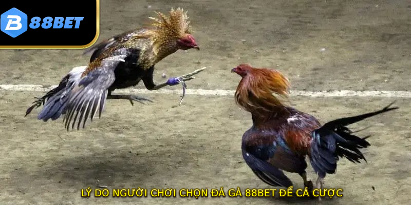 Lý do người chơi chọn đá gà 88BET để cá cược