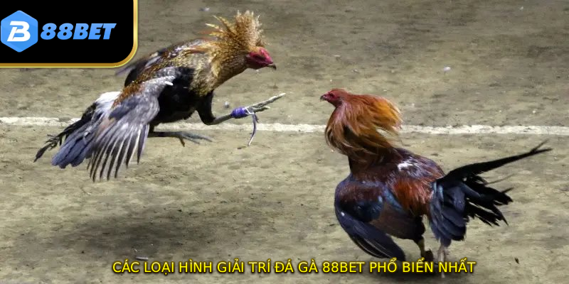 Các loại hình giải trí đá gà 88BET phổ biến nhất