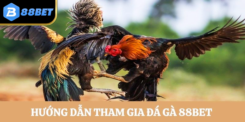 Hướng dẫn tham gia đá gà cùng nhà cái uy tín hàng đầu